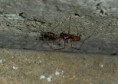 /album/linyphiidae/neriene-montana-jpg/